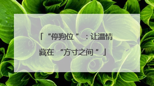 “停狗位 ”：让温情藏在 “方寸之间 ”