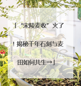 “宋陵麦收”火了！揭秘千年石刻与麦田如何共生→