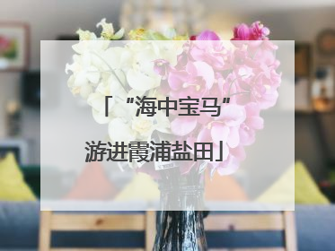 “海中宝马”游进霞浦盐田