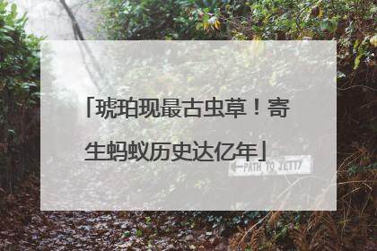 琥珀现最古虫草！寄生蚂蚁历史达亿年