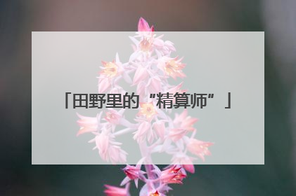 田野里的“精算师”