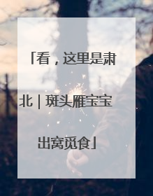 看，这里是肃北｜斑头雁宝宝出窝觅食