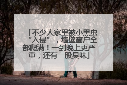 不少人家里被小黑虫“入侵”，墙壁窗户全部爬满！一到晚上更严重，还有一股臭味