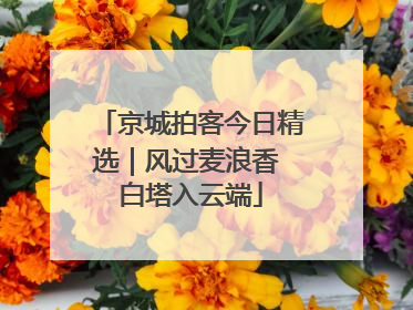 京城拍客今日精选｜风过麦浪香 白塔入云端