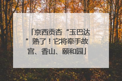 京西贡杏“玉巴达”熟了！它将牵手故宫、香山、颐和园