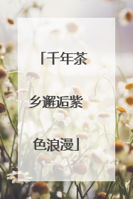 千年茶乡邂逅紫色浪漫