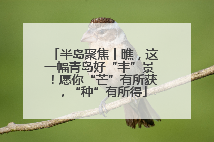 半岛聚焦丨瞧，这一幅青岛好“丰”景！愿你“芒”有所获，“种”有所得