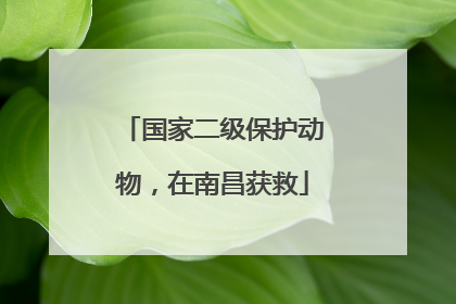 国家二级保护动物，在南昌获救