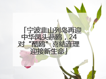 宁波韭山列岛再迎中华凤头燕鸥，24对“酷鸥”喜结连理迎接新生命