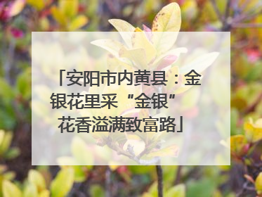 安阳市内黄县：金银花里采“金银” 花香溢满致富路