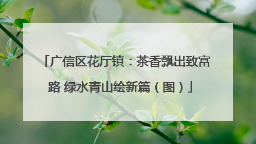 广信区花厅镇：茶香飘出致富路 绿水青山绘新篇（图）