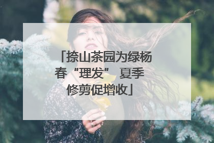 捺山茶园为绿杨春“理发” 夏季修剪促增收