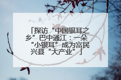 探访“中国银耳之乡”巴中通江：一朵“小银耳”成为富民兴县“大产业”