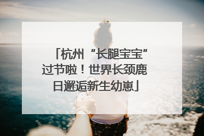 杭州“长腿宝宝”过节啦！世界长颈鹿日邂逅新生幼崽