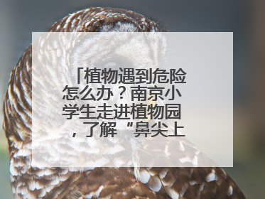 植物遇到危险怎么办？南京小学生走进植物园，了解“鼻尖上的博物学”