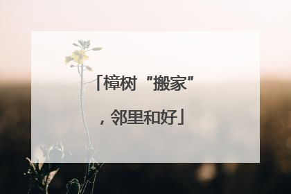 樟树“搬家”，邻里和好
