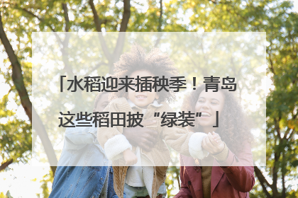 水稻迎来插秧季！青岛这些稻田披“绿装”