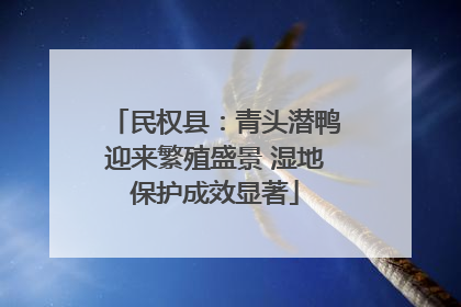 民权县:青头潜鸭迎来繁殖盛景 湿地保护成效显著
