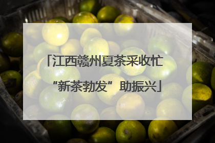 江西赣州夏茶采收忙 “新茶勃发”助振兴