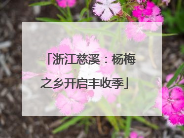 浙江慈溪：杨梅之乡开启丰收季