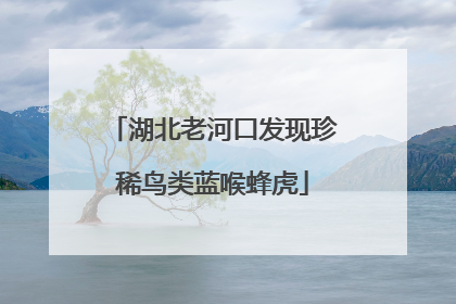 湖北老河口发现珍稀鸟类蓝喉蜂虎