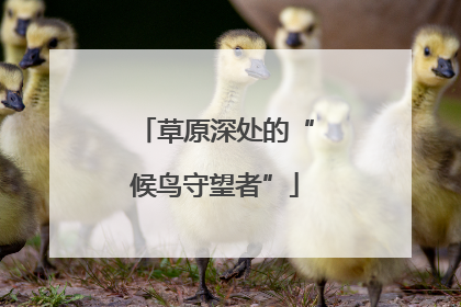 草原深处的“候鸟守望者”