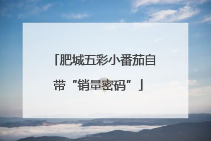 肥城五彩小番茄自带“销量密码”