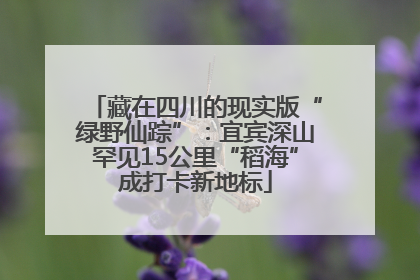藏在四川的现实版“绿野仙踪”：宜宾深山罕见15公里“稻海”成打卡新地标