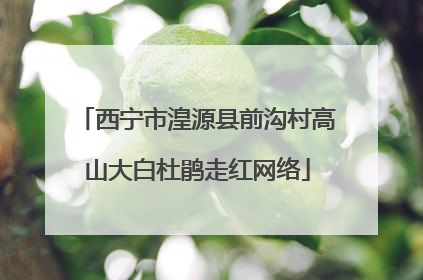西宁市湟源县前沟村高山大白杜鹃走红网络