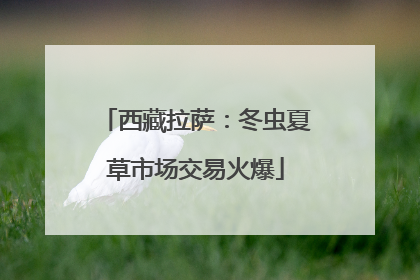 西藏拉萨：冬虫夏草市场交易火爆