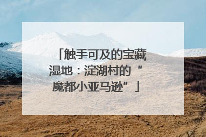 触手可及的宝藏湿地：淀湖村的“魔都小亚马逊”
