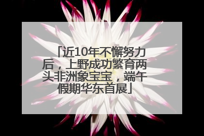 近10年不懈努力后，上野成功繁育两头非洲象宝宝，端午假期华东首展