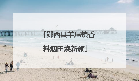 郧西县羊尾镇香料烟田焕新颜