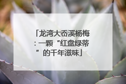 龙湾大岙溪杨梅：一颗“红盘绿蒂”的千年滋味