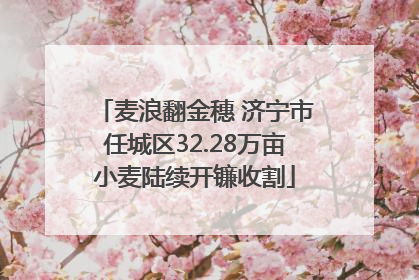麦浪翻金穗 济宁市任城区32.28万亩小麦陆续开镰收割