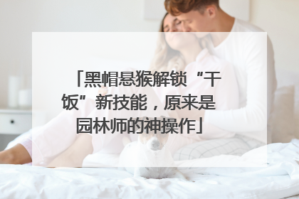 黑帽悬猴解锁“干饭”新技能，原来是园林师的神操作