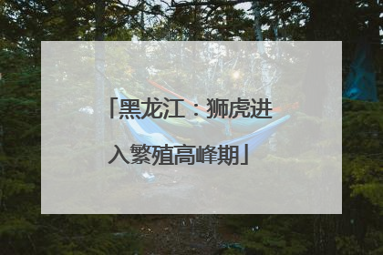 黑龙江：狮虎进入繁殖高峰期