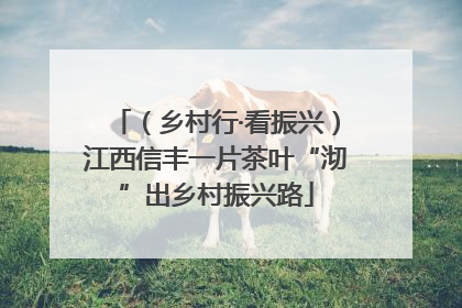 （乡村行·看振兴）江西信丰一片茶叶“沏”出乡村振兴路