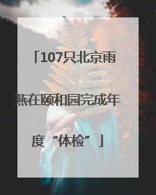 107只北京雨燕在颐和园完成年度“体检”